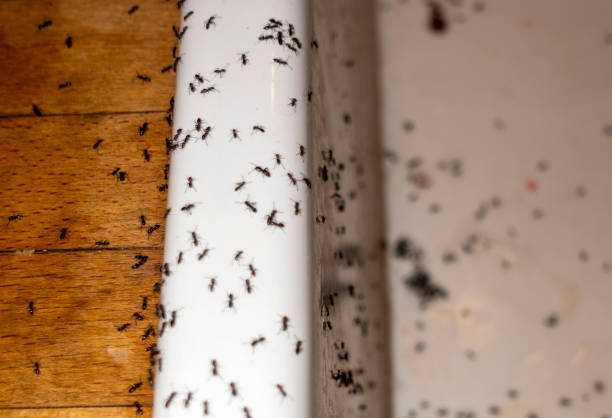Best Pest Control Near Me  in Kinston, NC